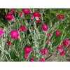 Kukučka vencová ‘Atrosanguinea’ - Lychnis coronaria ‘Atrosanguinea’