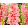 Gladiola 'New Release'  Gladiolus'New Release'