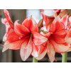 Amarylis 'Stardust '  Hippeastrum 'Stardust'