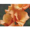 Gladiola 'Ovation'  Gladiolus 'Ovation'