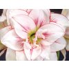 Amarylis 'Elvas®'  Hippeastrum Double Galaxy 'Elvas®'