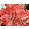 Amarylis 'Lady Jane'