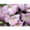 Gladiola 'Charming Lady'