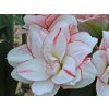 Amarylis 'Striped Amadeus'