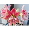 Amarylis 'Sweet Nymph'  Hippeastrum 'Sweet Nymph'