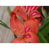Gladiola drobnokvetá 'Amanda Mahy'
