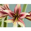Amarylis 'Mystica'