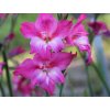 Gladiola drobnokvetá 'Charm'