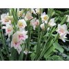 Gladiola drobnokvetá 'Carine'
