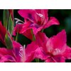 Gladiola 'Vulcano'