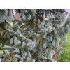 Smrek Engelmannov 'Glauca'