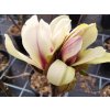 Magnólia 'Sunrise'  Magnolia 'Sunrise'