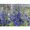 Stračonôžka 'Delphinity F1 Blue' - Delphinium × cultorum 'Delphinity F1 Blue'