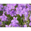 Zvonček skalničkový 'Catharina Impr' - Campanula portenschlagiana 'Catharina Impr'