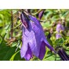 Zvonček hybrid 'Sarastro' - Campanula hybrid 'Sarastro'