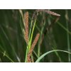 Ostrica ostrá - Carex acutiformis