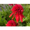 Echinacea purpurová 'Eccentric' - Echinacea 'Eccentric'