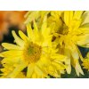 Chryzantéma 'Citrus' - Chrysanthemum 'Citrus'