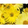 Chryzantéma 'Citrus' - Chrysanthemum 'Citrus'