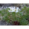 Arábka androsacea - Arabis androsacea