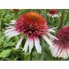 Echinacea 'Strawberry and Cream' - Echinacea 'Strawberry and Cream'