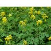 Chochlačka lutea - Corydalis lutea