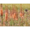 Fakľa 'Cleopatra' - Eremurus isabellinus 'Cleopatra'