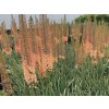 Fakľa 'Romance' - Eremurus × isabellinus 'Romance'