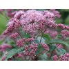 Konopáč 'Red Dwarf' - Eupatorium maculatum 'Red Dwarf'