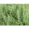 Palina pontická - Artemisia pontica