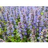 Zbehovec plazivý - Ajuga reptans