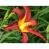 Ľaliovka 'Autumn Red' - Hemerocallis 'Autumn Red'