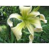 Ľaliovka 'Desert Icicle' - Hemerocallis 'Desert Icicle'