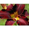 Ľaliovka 'Ed Murray' - Hemerocallis 'Ed Murray'
