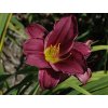 Ľaliovka 'Grape Velvet' - Hemerocallis 'Grape Velvet'