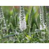 Veronika dlholistá 'Alba' - Veronica longifolia 'Alba'