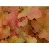 Heuchera 'Caramel' - Heuchera 'Caramel'