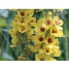 Divízna čierna - Verbascum nigrum