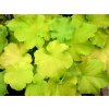 Heuchera 'Guacamole' -'Heuchera 'Guacamole'