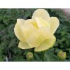 Upolín záhradný 'Cheddar' - Trollius x cultorum 'Cheddar'