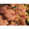 Heuchera 'Kassandra' - 'Heuchera 'Kassandra'