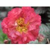 Kuklík hybr. 'Bohema Pink' - Geum hybr. 'Bohema Pink'