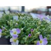 Tarica gracilis 'Regado Blue White Bicolour' - Aubrieta gracilis 'Regado Blue White Bicolour'