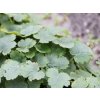 Heuchera 'Schneewittchen' - Heuchera 'Schneewittchen'  Heuchera 'Schneewittchen'