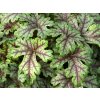 Heuchera 'Tapestry' - Heuchera 'Tapestry'