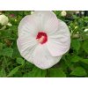 Ibišek bahenný F1 'Luna White'