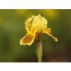 Kosatec nízky 'Ritz' - Iris barbata-nana 'Ritz'