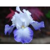 Kosatec nemecký 'Alizes' - Iris germanica 'Alizes'