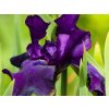 Kosatec nemecký  'Black Dragon' - Iris germanica 'Black Dragon'