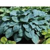 Hosta 'Blue Mammoth' - Hosta 'Blue Mammoth'